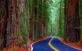 дорога, деревья, лес, соединённые штаты, redwood state park, ка­ли­фор­нийс­кая