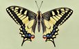 бабочка, крылья, красиво, чешуекрылые, махаон