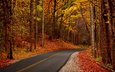 дорога, деревья, природа, лес, листья, парк, осень, тропинка, прогулка, hdr, деревь, на природе, осен, автодорога,  листья