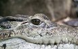крокодил, рептилия, чешуйки, пресмыкающееся, аллигатор