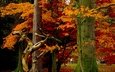 деревья, листья, парк, осень, листопад, деревь, опадают, на природе, осен,  листья