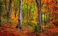 деревья, лес, стволы, осень, листопад, деревь, опадают, на природе, осен,  листья, woods