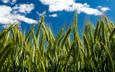 небо, облака, пшеница, колоски, by robin de blanche, clear day