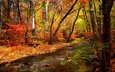 деревья, вода, лес, листья, ручей, осень, листопад, деревь, опадают, на природе, осен,  листья