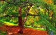 деревья, природа, парк, ветви, осень, листопад, ступени, деревь, опадают, на природе, осен,  листья