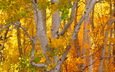 деревья, осень, деревь, опадают, autumn colors