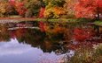 деревья, природа, листья, отражение, парк, осень, пруд, листопад, деревь, опадают, на природе, осен,  листья