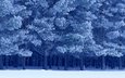 снег, зима, канада, birds hill provincial park, манитоба, шотландские сосны
