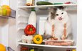 кот, кошка, холодильник, продукты, перец, сосиски