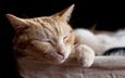 кот, мордочка, кошка, сон, спит, рыжий, лапки, домашние животные, домашние животные