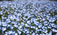 цветы, поле, лепестки, размытость, голубые, боке, немофила