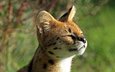 мордочка, котенок, профиль, малыш, сервал, кустарниковая кошка, leptailurus serval