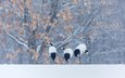 снег, зима, птицы, журавль, японский