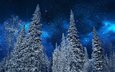 небо, ночь, деревья, снег, природа, зима, звезды, мороз, ели, неба, деревь, на природе, ноч, звезд
