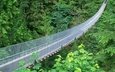подвесной мост, брекеты, металлические сетки, зеленые джунгли