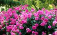 кусты, розы, япония, киото, японии, ботанический сад, kyoto botanical garden