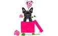 розы, собака, подарок, французский бульдог