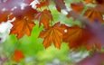 природа, листья, осень, цвет