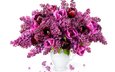 цветы, бутоны, лепестки, букет, тюльпаны, сирень, сиреневая, тульпаны, букеты