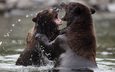 вода, природа, медведи, аляска, бурый медведь, п