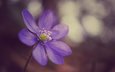 фокус камеры, макро, цветок, фиолетовый, сиреневый, анемона, ветреница, печёночница, перелеска, pechenochnica-pereleska-2241.jpg печёночница