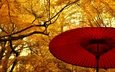 деревья, листья, осень, япония, сад, зонт, жёлтая, желтые, японии, деревь, опадают, на природе, осен,  листья