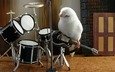 животные, гитара, музыка, белый, птица, попугай