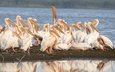 vögel, pelikane