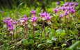 цветы, канада, орхидея, альберта, национальный парк банф, калипсо