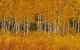 деревья, листья, осень, сша, вайоминг, осина, гранд -титон национальный парк
