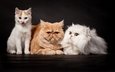 котенок, белый, темный фон, кошки, рыжий, компания, друзья, троица, персидский, фотомордели