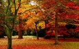деревья, природа, листья, парк, осень, листопад, деревь, опадают, на природе, осен,  листья