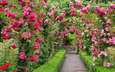 цветы, природа, парк, розы, сад, весна, канада, аллея, британская колумбия, the butchart gardens