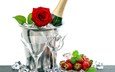 роза, клубника, романтика, бокалы, шампанское