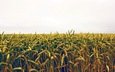 поле, колосья, пшеница, посевы, нива
