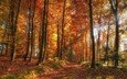 деревья, природа, лес, листья, пейзаж, осень, солнечный свет