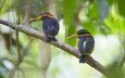 ветка, птицы, клюв, перья, две, зимородок, weng keong liew, rufous-collared kingfisher