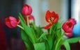 цветы, красные, букет, тюльпаны