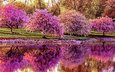 цветение, отражение, парк, весна, пруд, сакура, парки, деревь