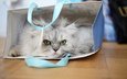 глаза, кот, кошка, взгляд, пакет, сумка, пушистая, кошка персидская