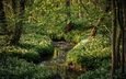 цветы, трава, деревья, зелень, лес, ручей, ветки, листва, шотландия, stoneycliffe wood