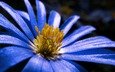 макро, синий, цветок, лепестки, весна, анемон