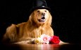 розы, взгляд, собака, черный фон, песики, шляпа, ретривер, золотистый ретривер, роз