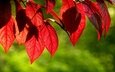 листья, зелёный, фон, осень, красные, листик