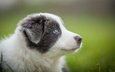 портрет, собака, серый, размытость, щенок, голубые глаза, австралийская овчарка, аусси