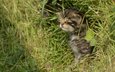 трава, кошка, котенок, лесная, дикая кошка, шотландская