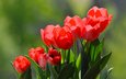 цветы, бутоны, красные, весна, тюльпаны
