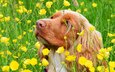 цветы, взгляд, собака