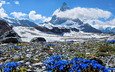 небо, цветы, облака, горы, швейцария, весна, маттерхорн, schweiz, genziane alpine, felina photography - in the swiss alps :-)