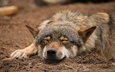 природа, спит, волк, quiet-bliss